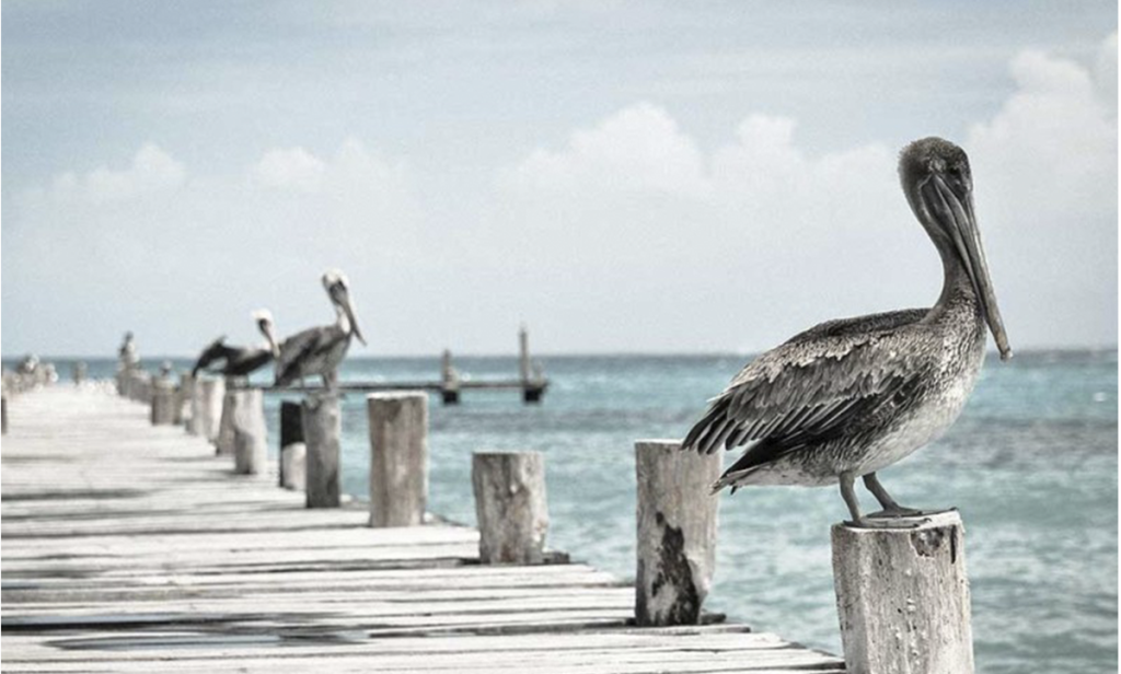 Pelicans_On_Pier